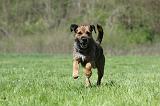 BORDER TERRIER 055